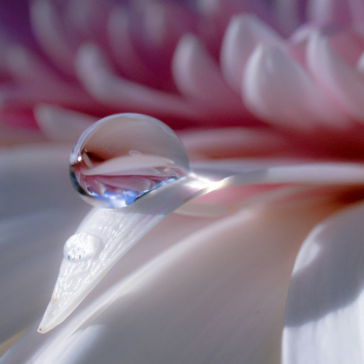 Fleurs de l'Atlas