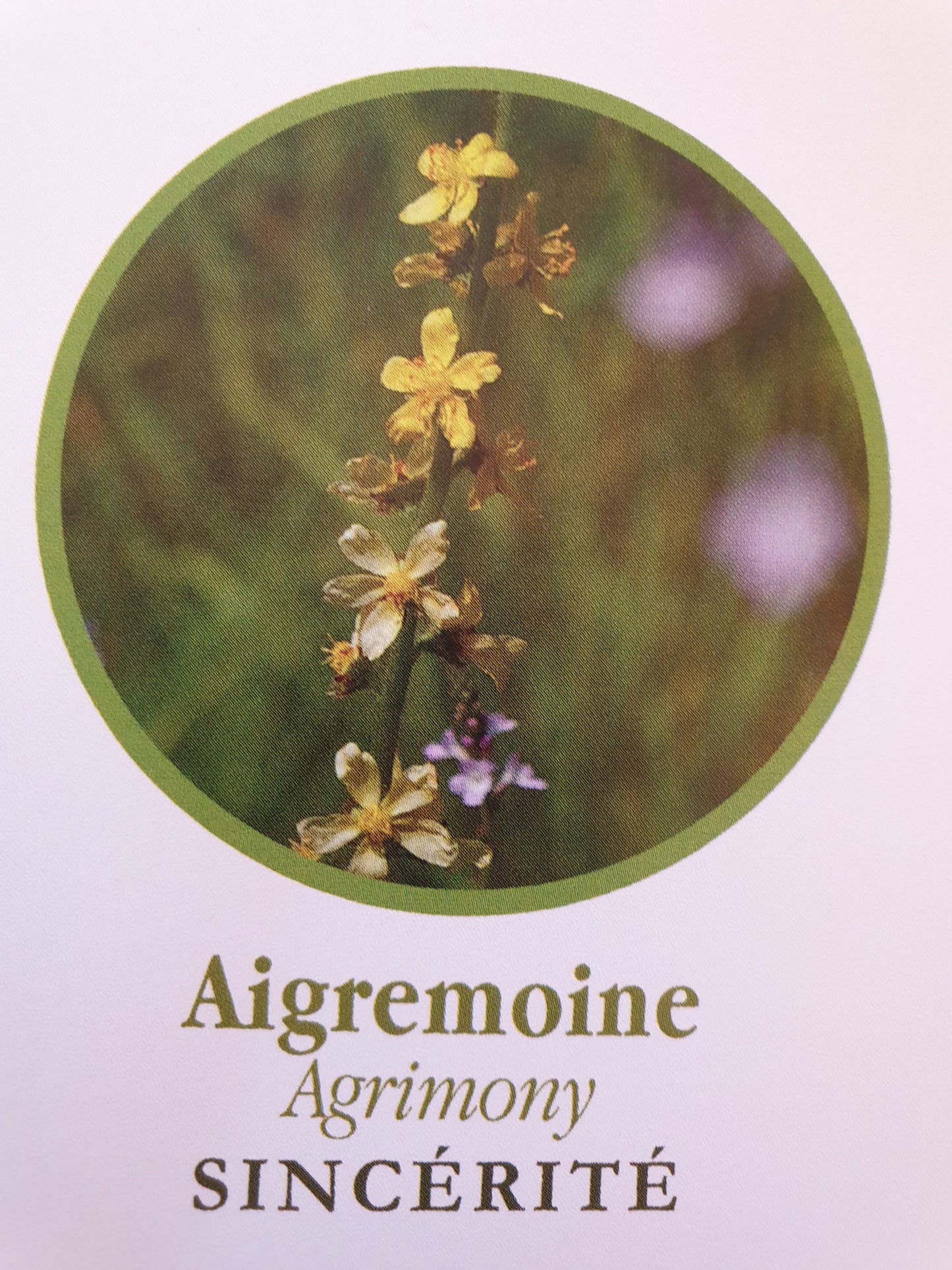 Aigremoine