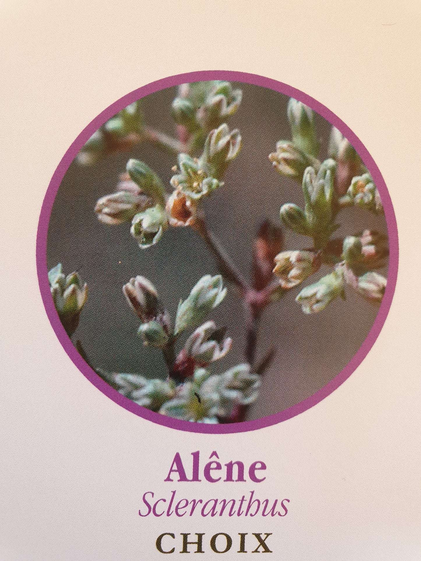Alêne