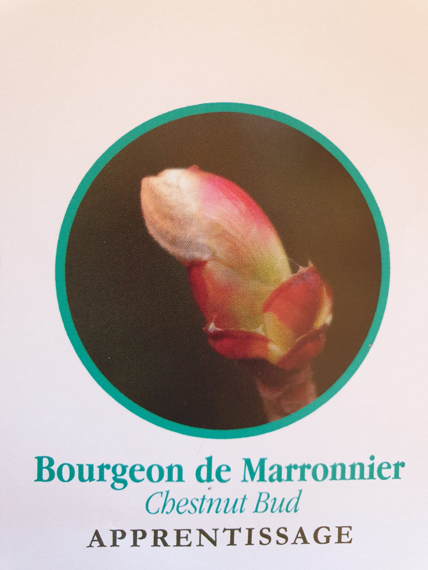 Bourgeon de marronnier
