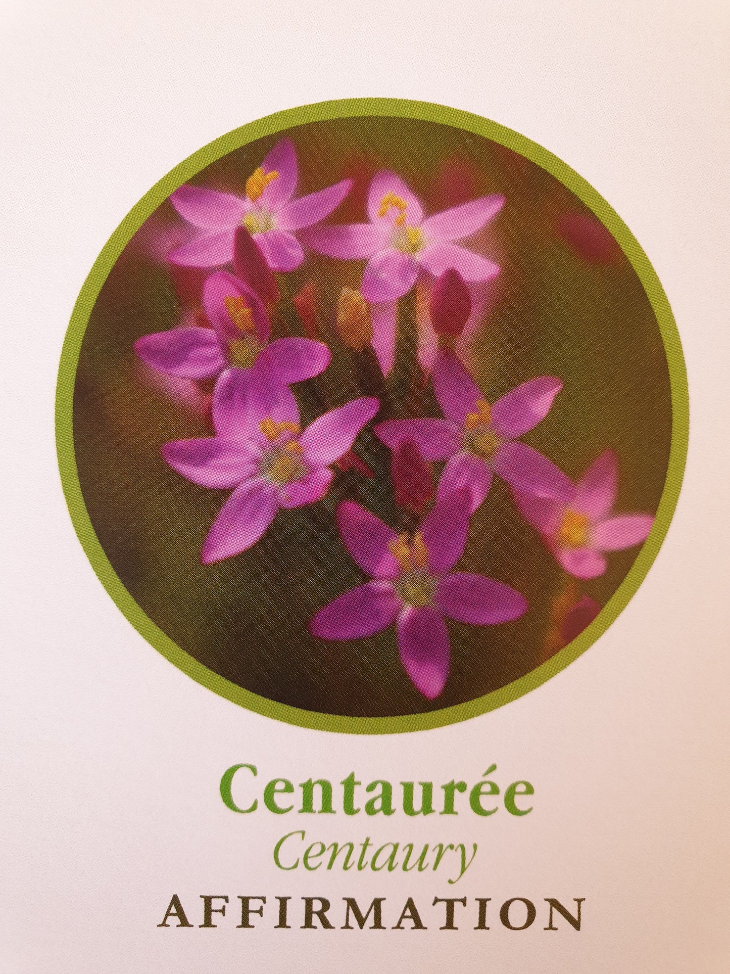 Centaurée
