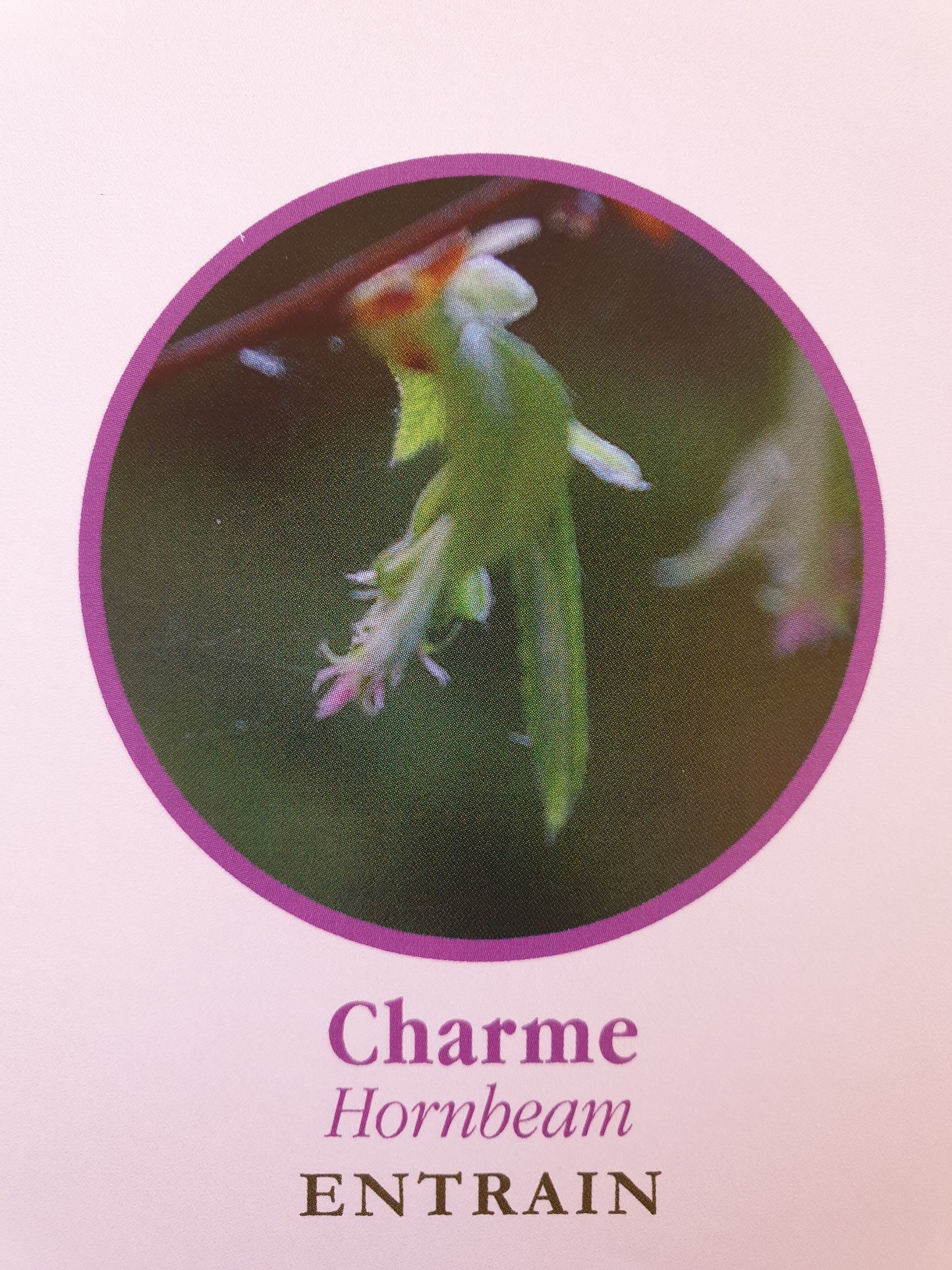 Charme