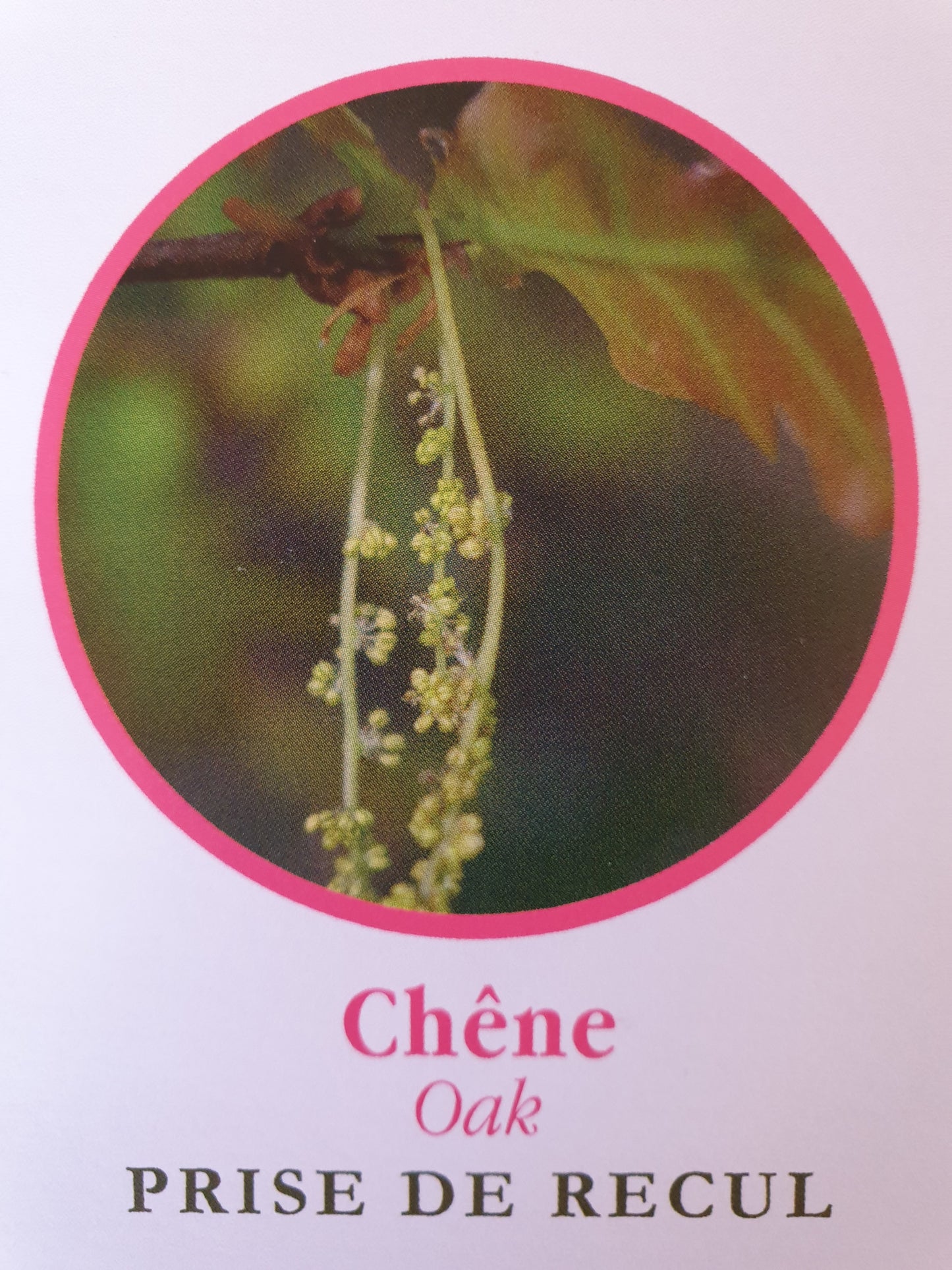 Chêne