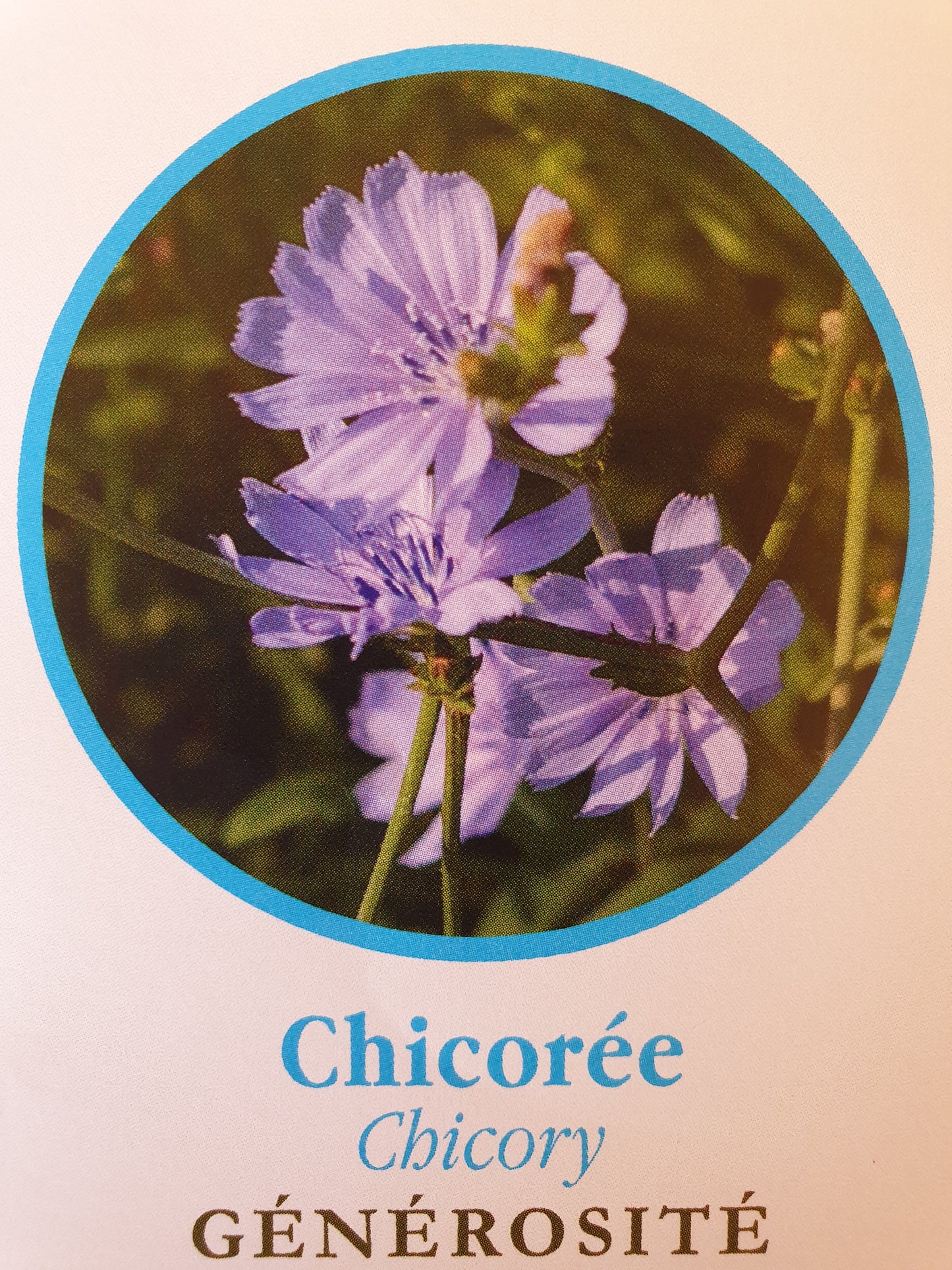 Chicorée