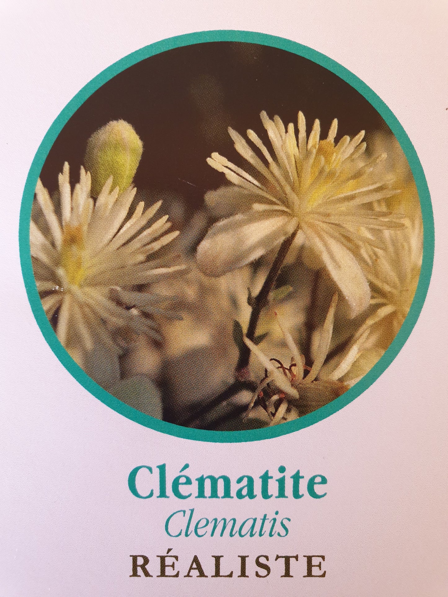 Clématite