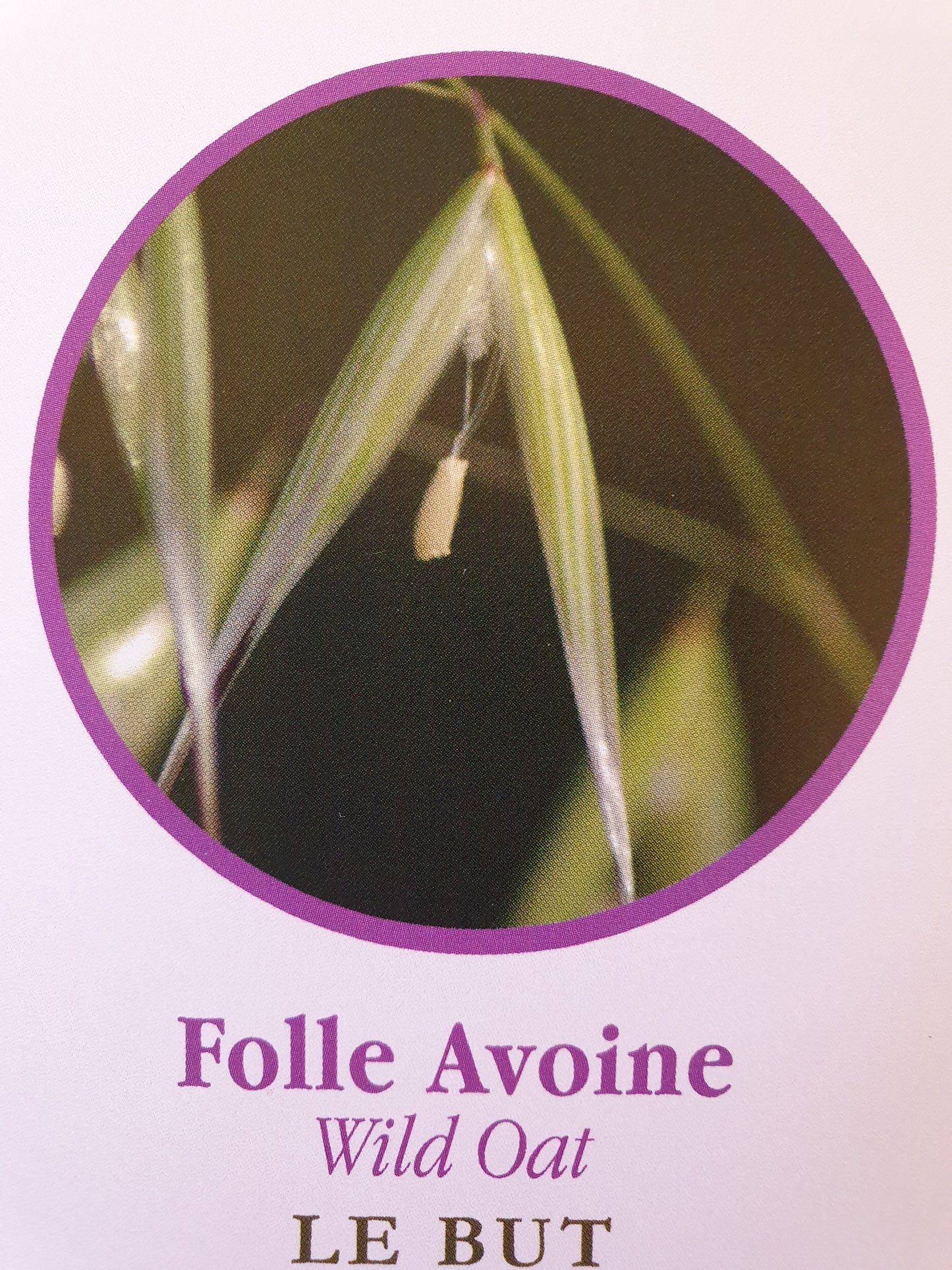 Folle avoine