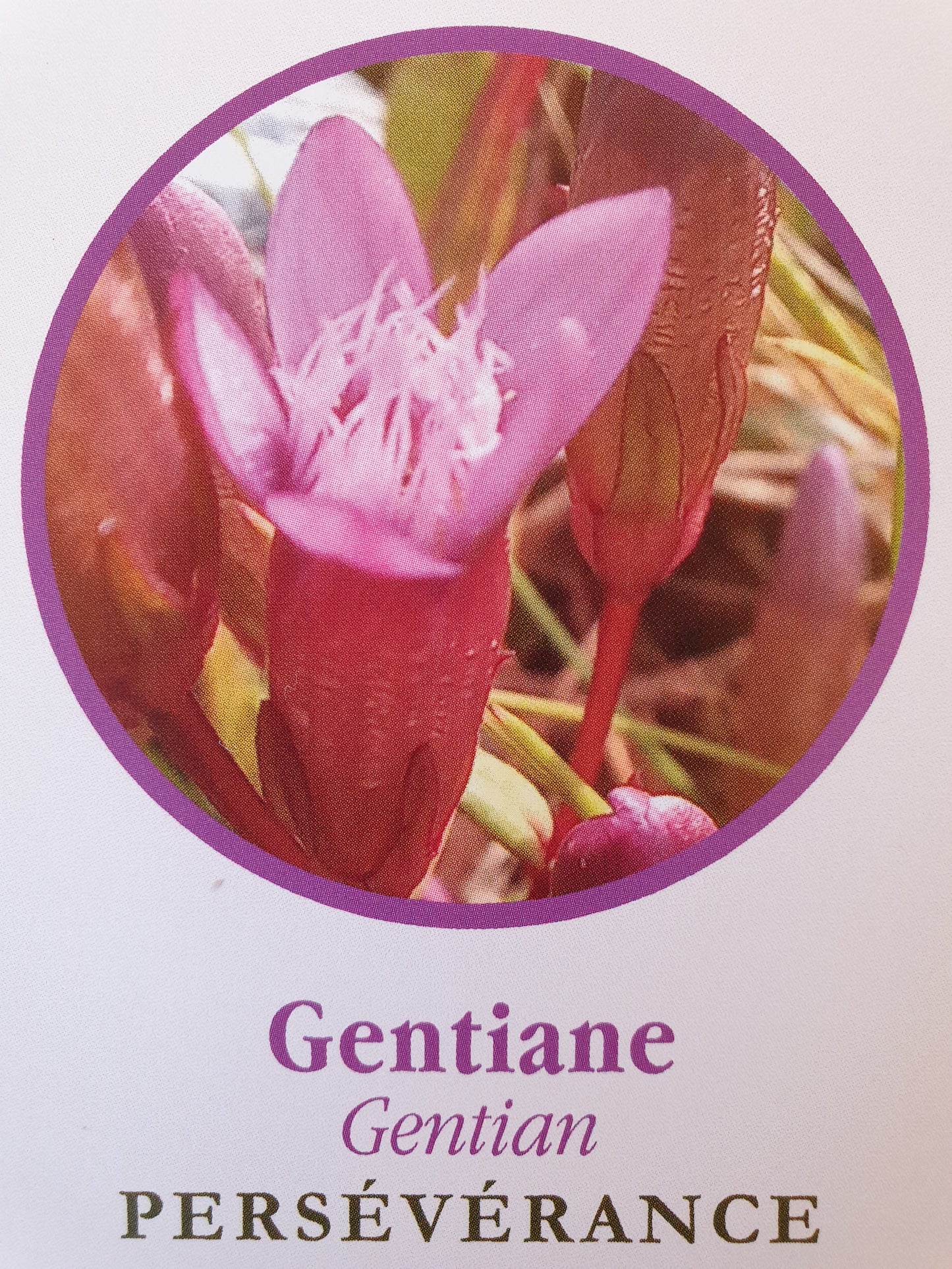 Gentiane