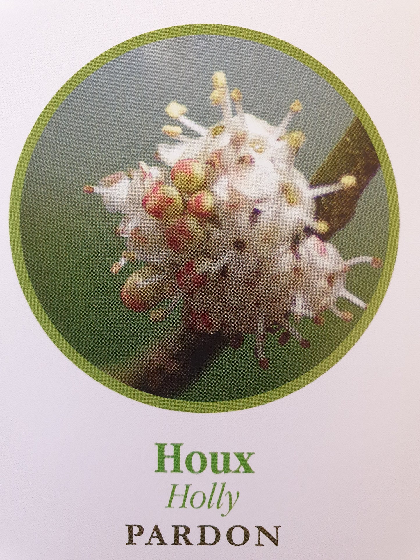 Houx