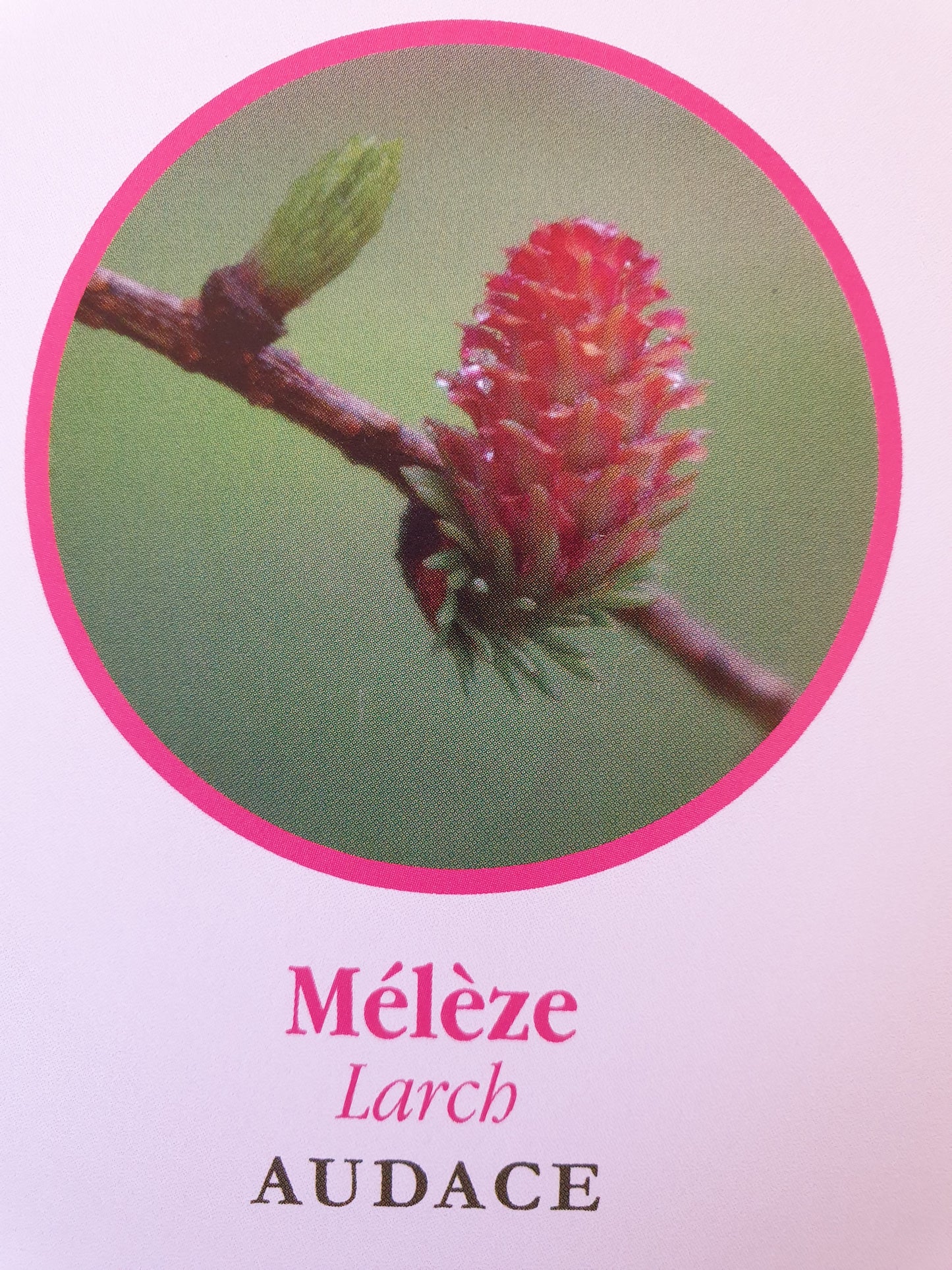 Mélèze