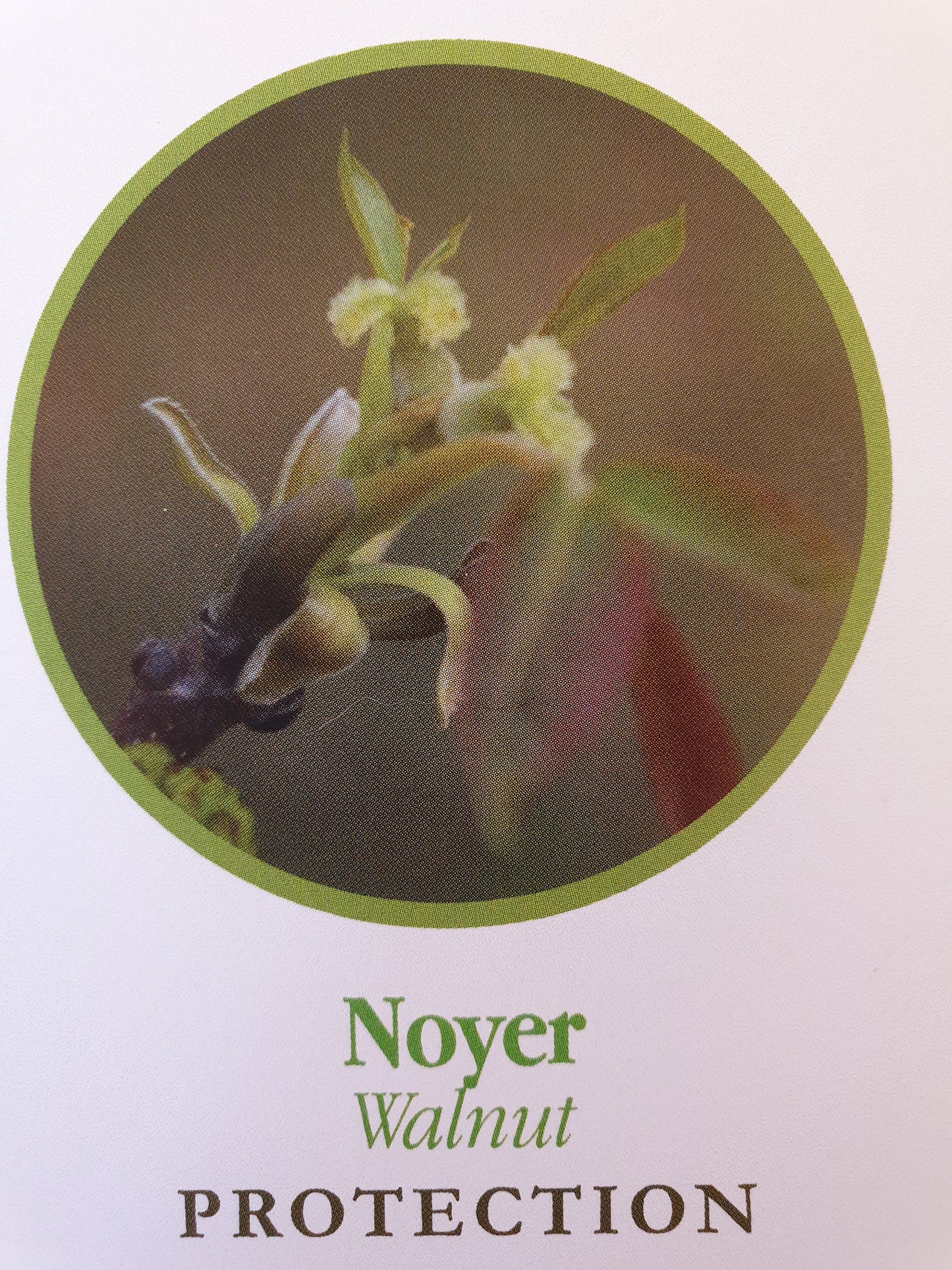 Noyer