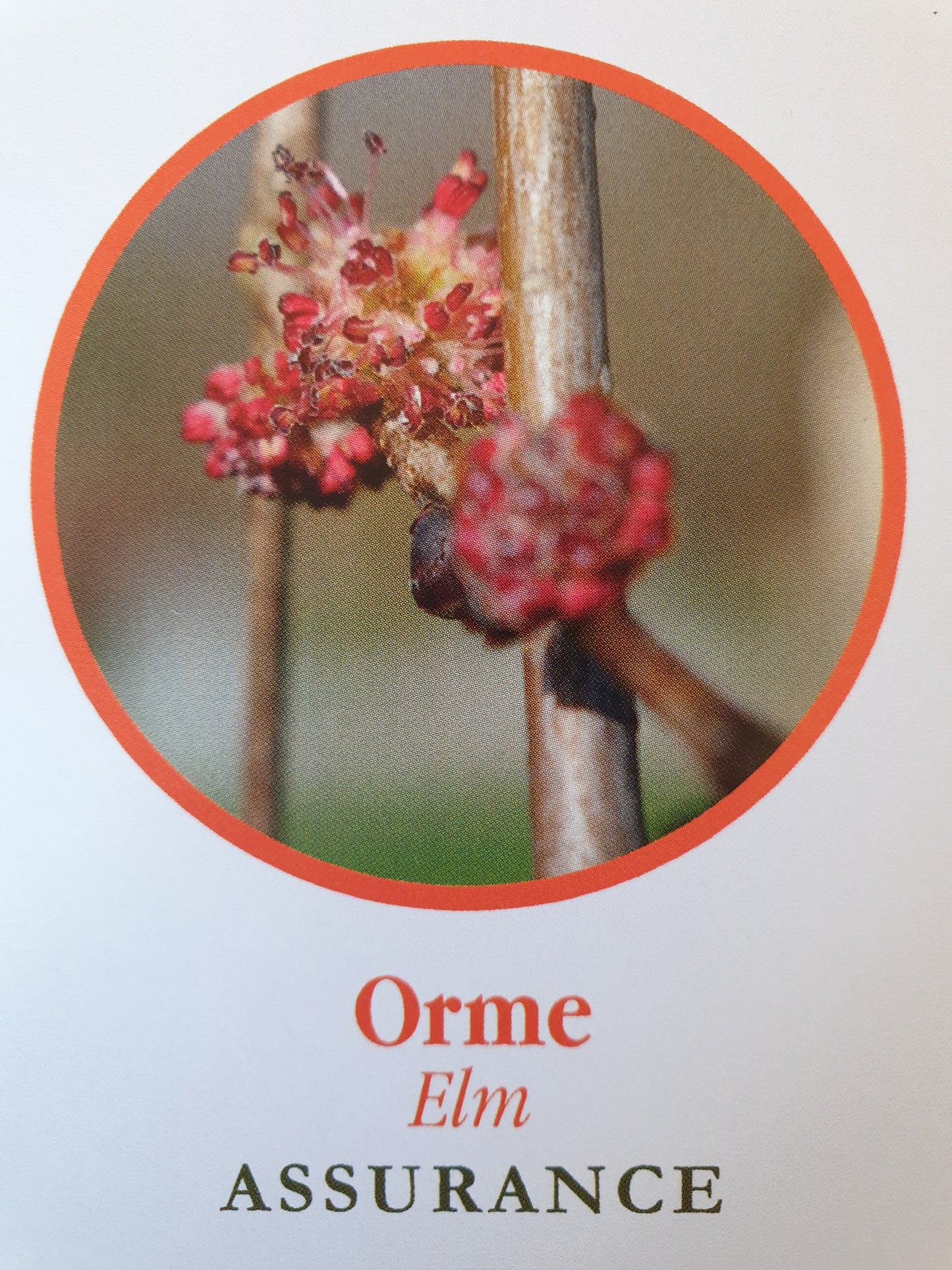 Orme