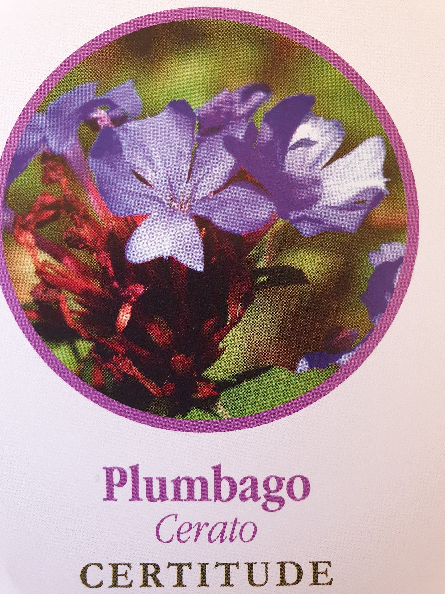 Plumbago