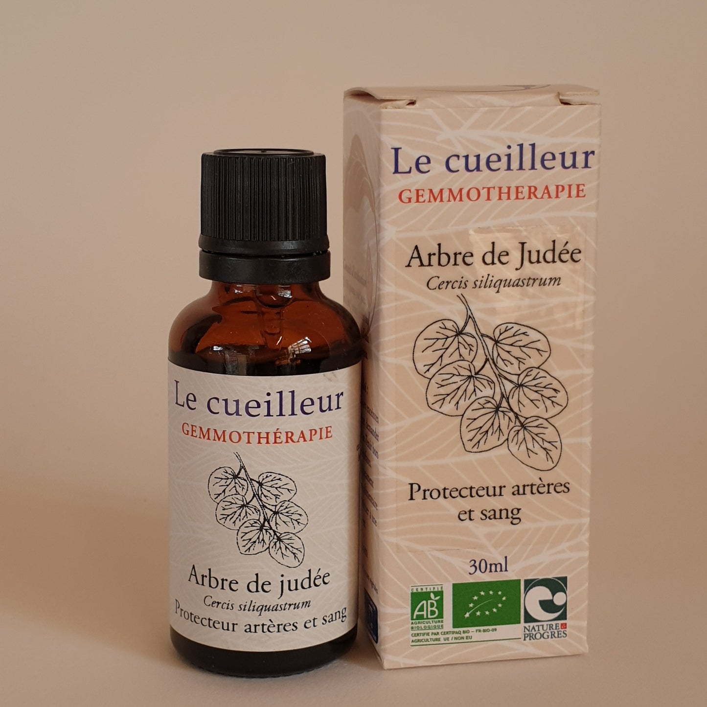 Arbre de Judée