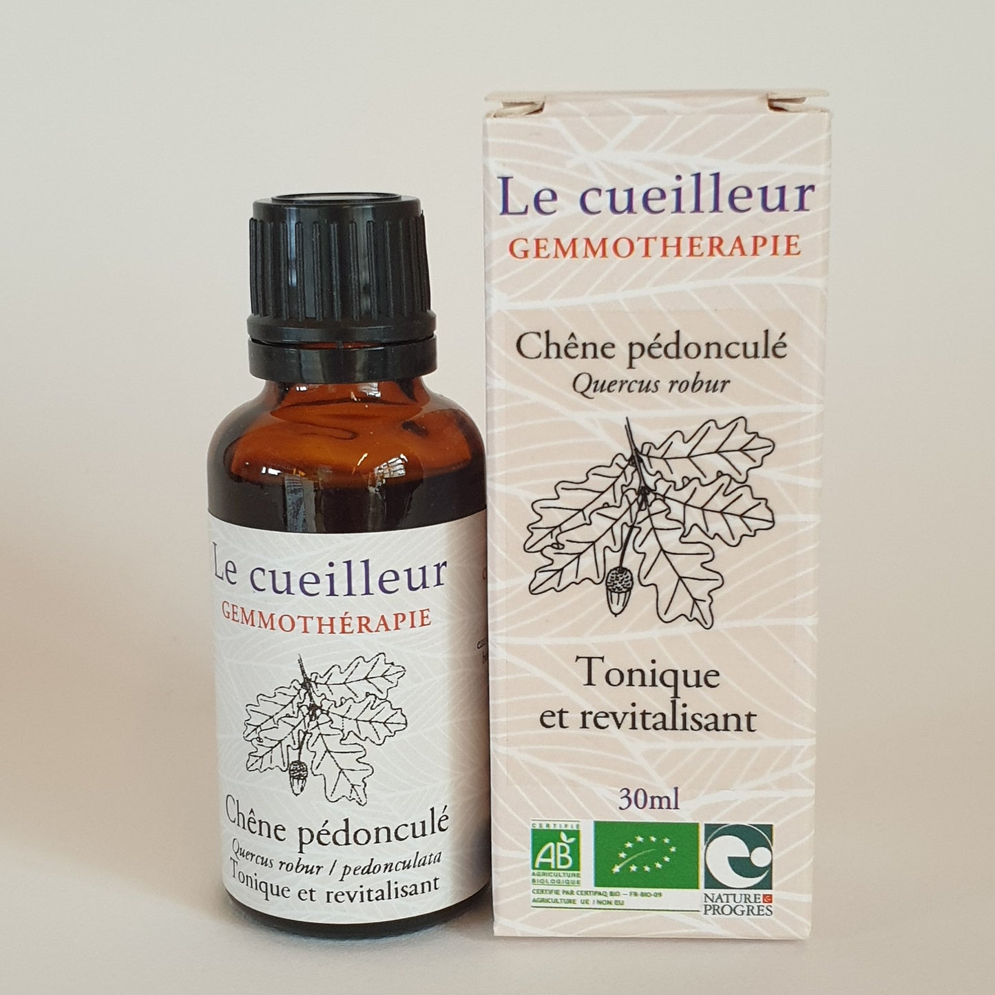 Chêne pédonculé