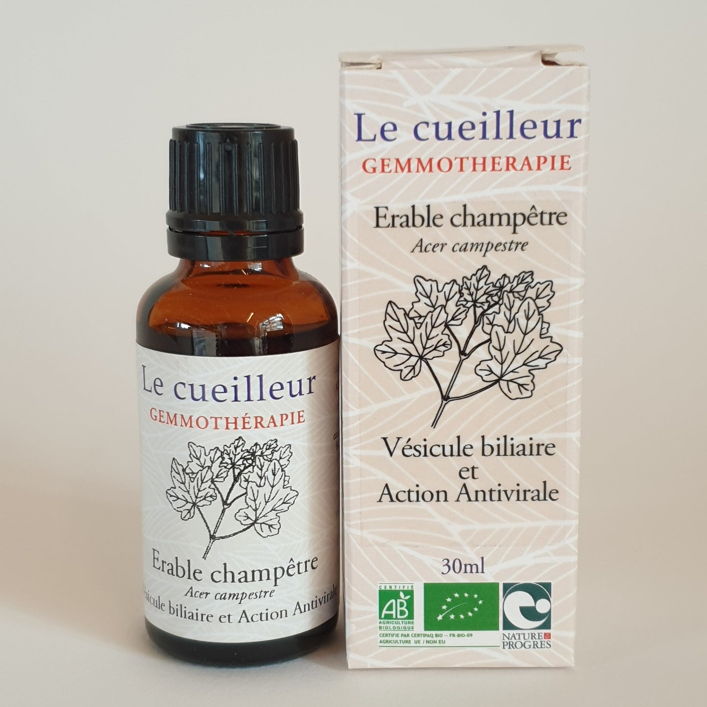 Erable champêtre