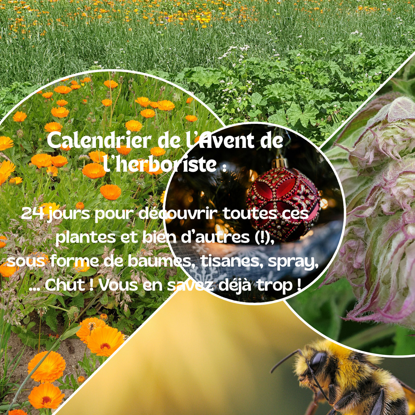 Calendrier de l'Avent de l'Herboriste