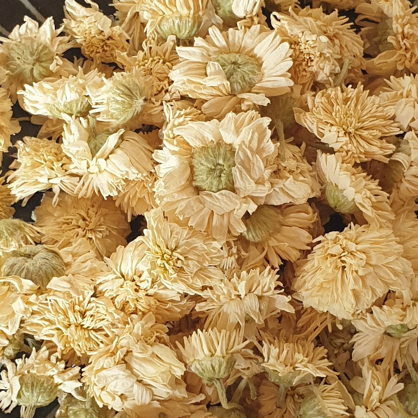 Camomille noble/romaine