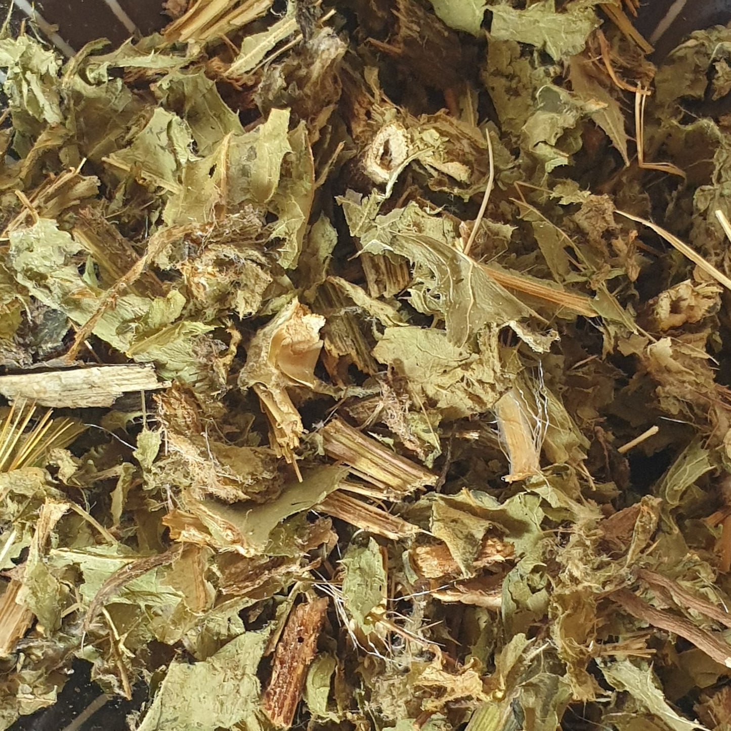 Chardon béni