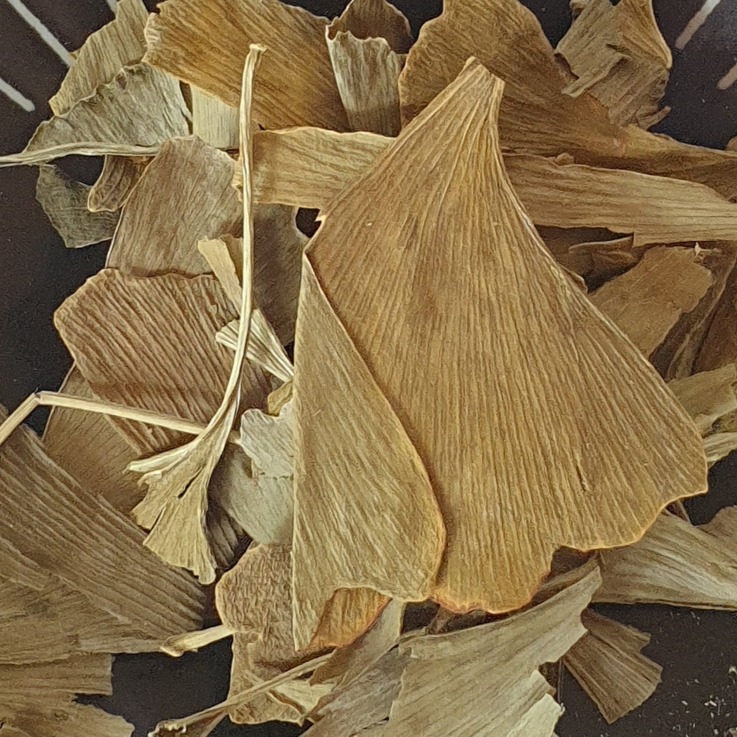 Ginkgo Biloba