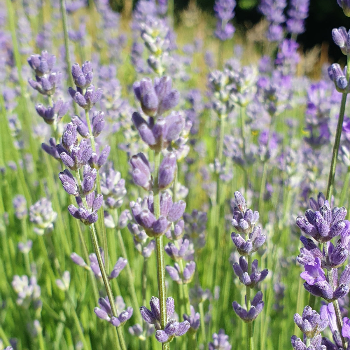 Naturopathie