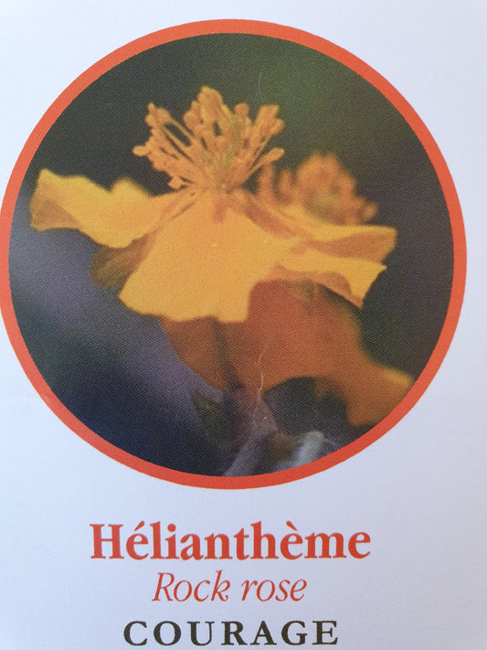 Hélianthème