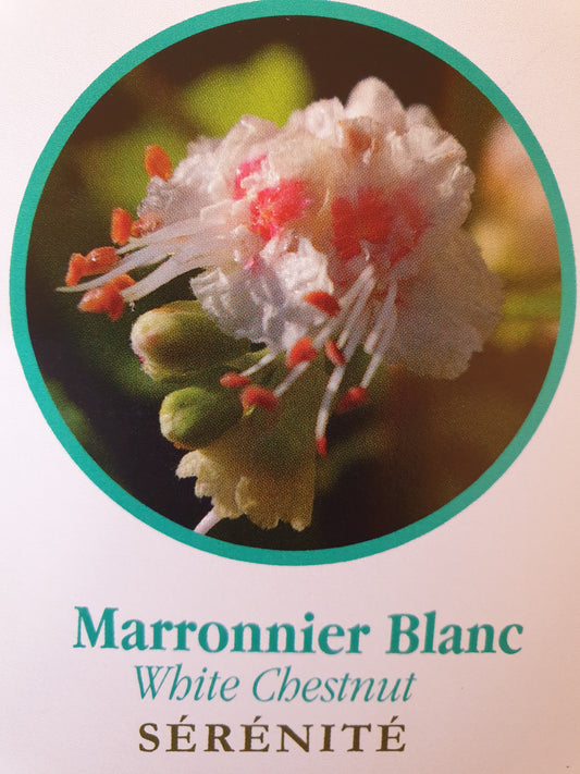 Marronnier blanc