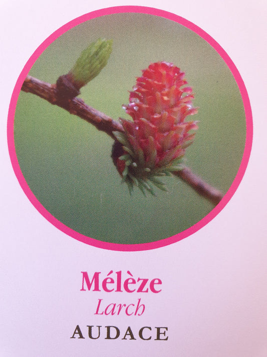 Mélèze