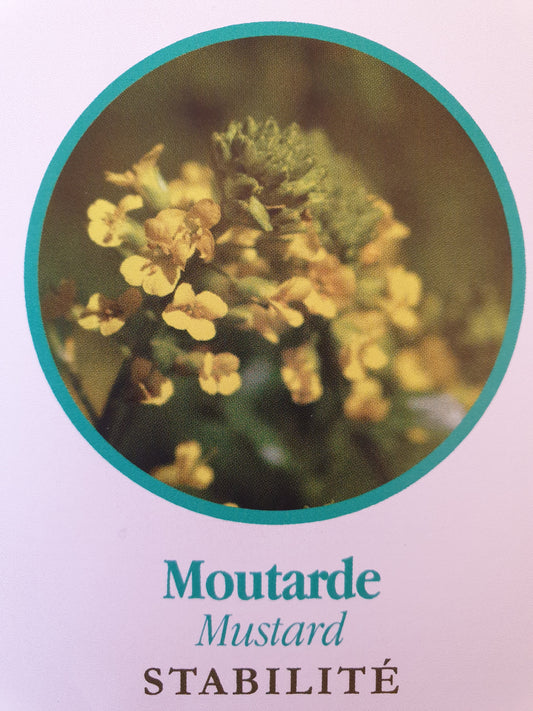 Moutarde