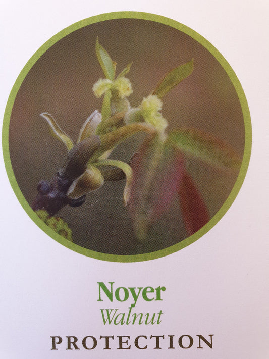 Noyer