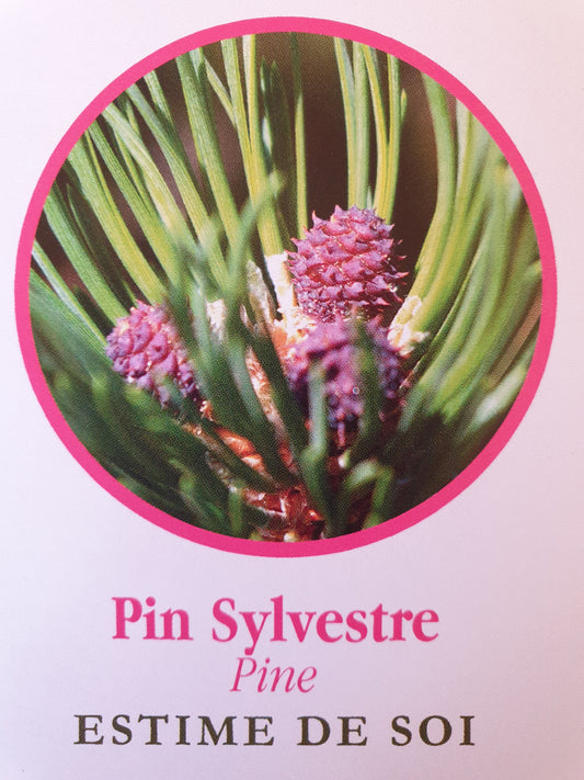 Pin sylvestre