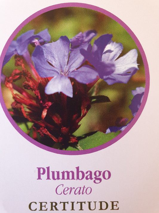 Plumbago