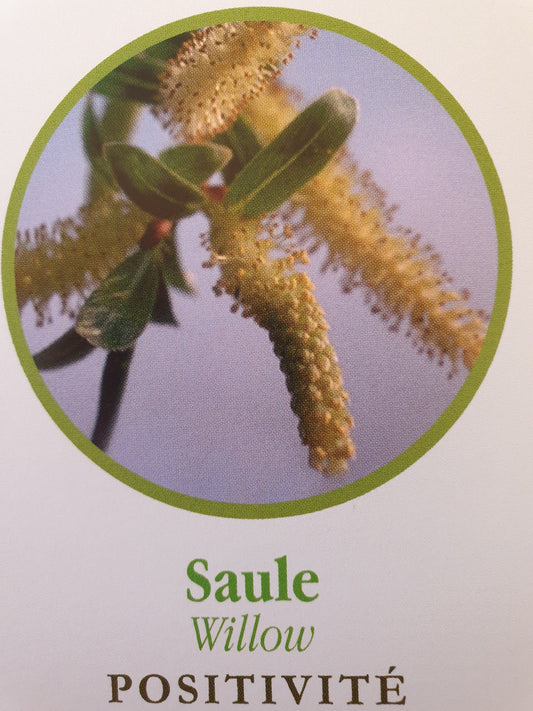 Saule