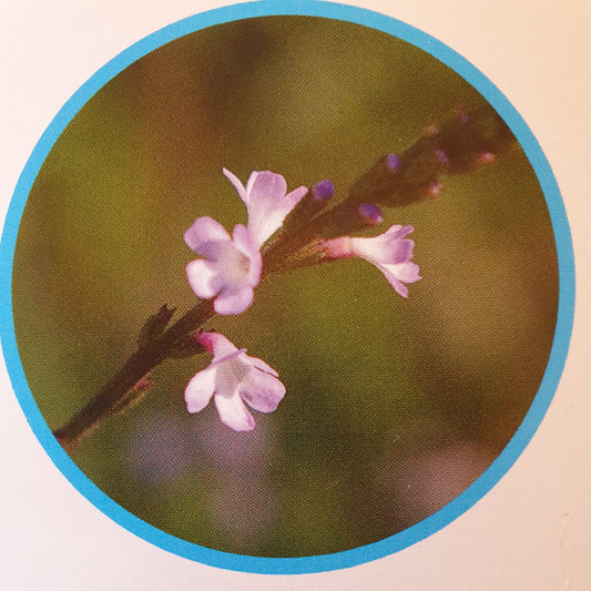 Verveine