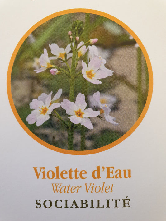 Violette d'eau