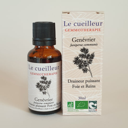 Genévrier
