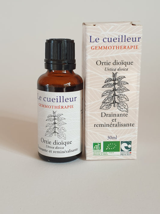 Ortie dioïque