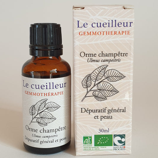 Orme champêtre
