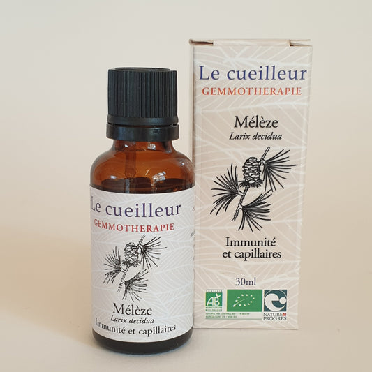 Mélèze