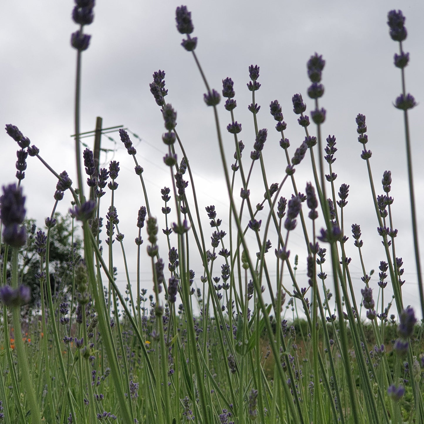 26 sept. - Le jardin des aromatiques - Fabrication d'un vin médicinal