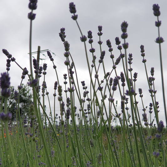 26 sept. - Le jardin des aromatiques - Fabrication d'un vin médicinal