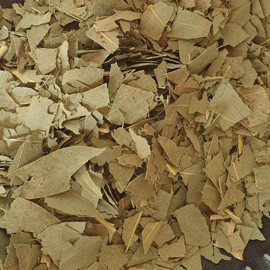 Eucalyptus