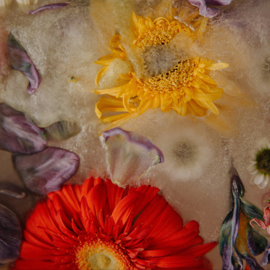 27 juin - Cueillir et sécher nos fleurs