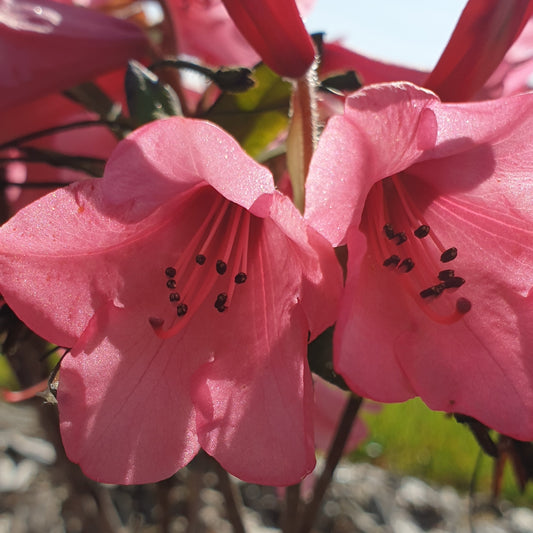 11 juillet - Visite du jardin, les sens en éveil et fabrication d'un sirop