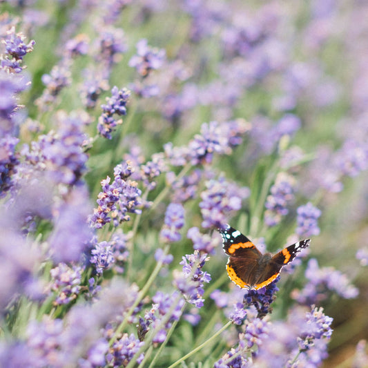 8 août - Lavande envoûtante et fabrication de navette