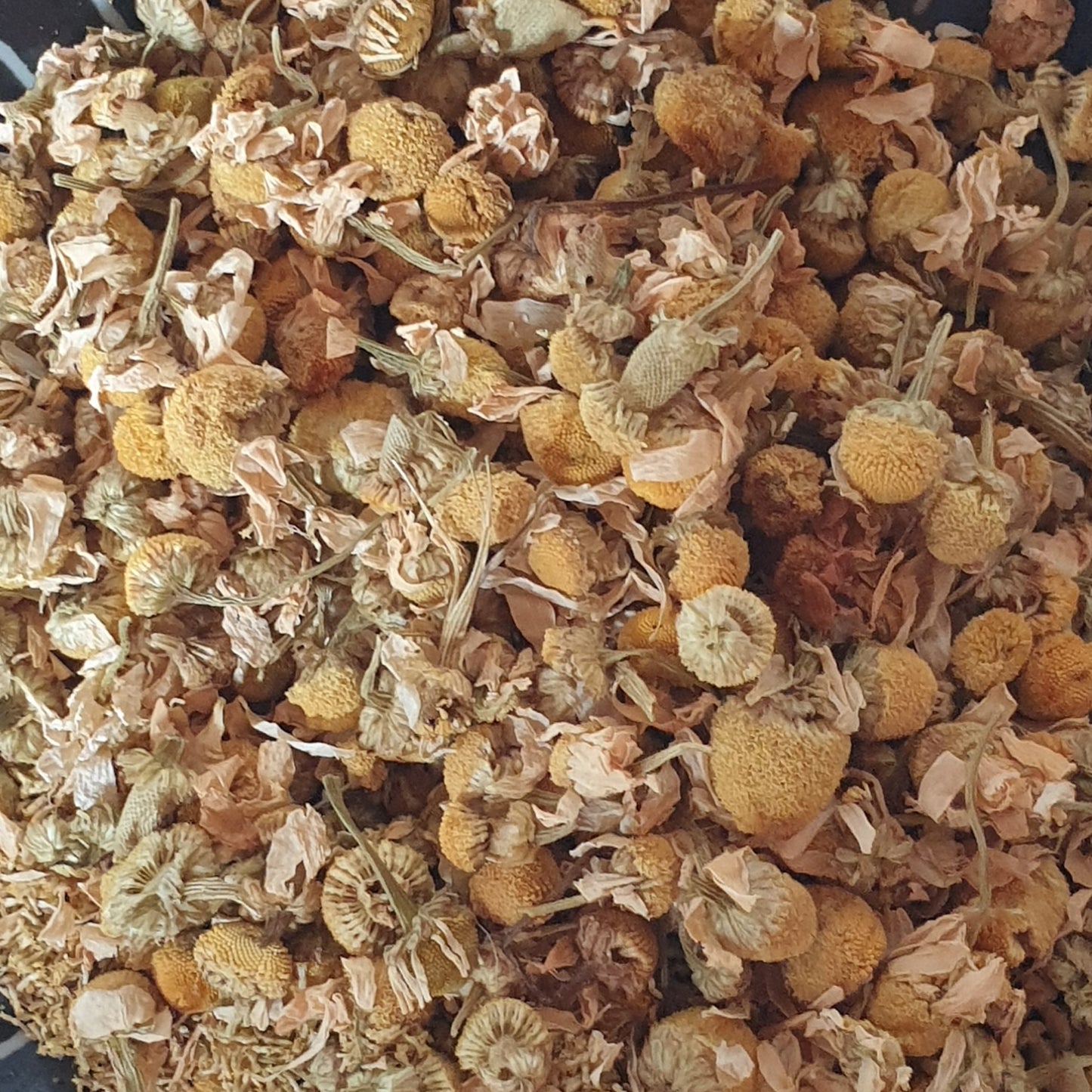 Camomille matricaire/allemande