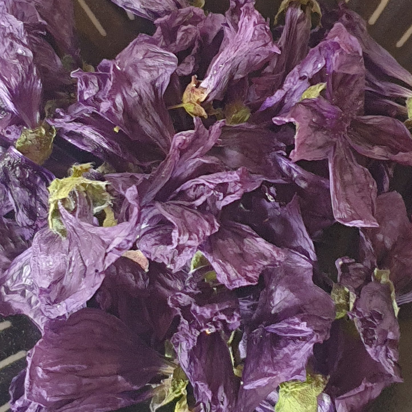 Mauve