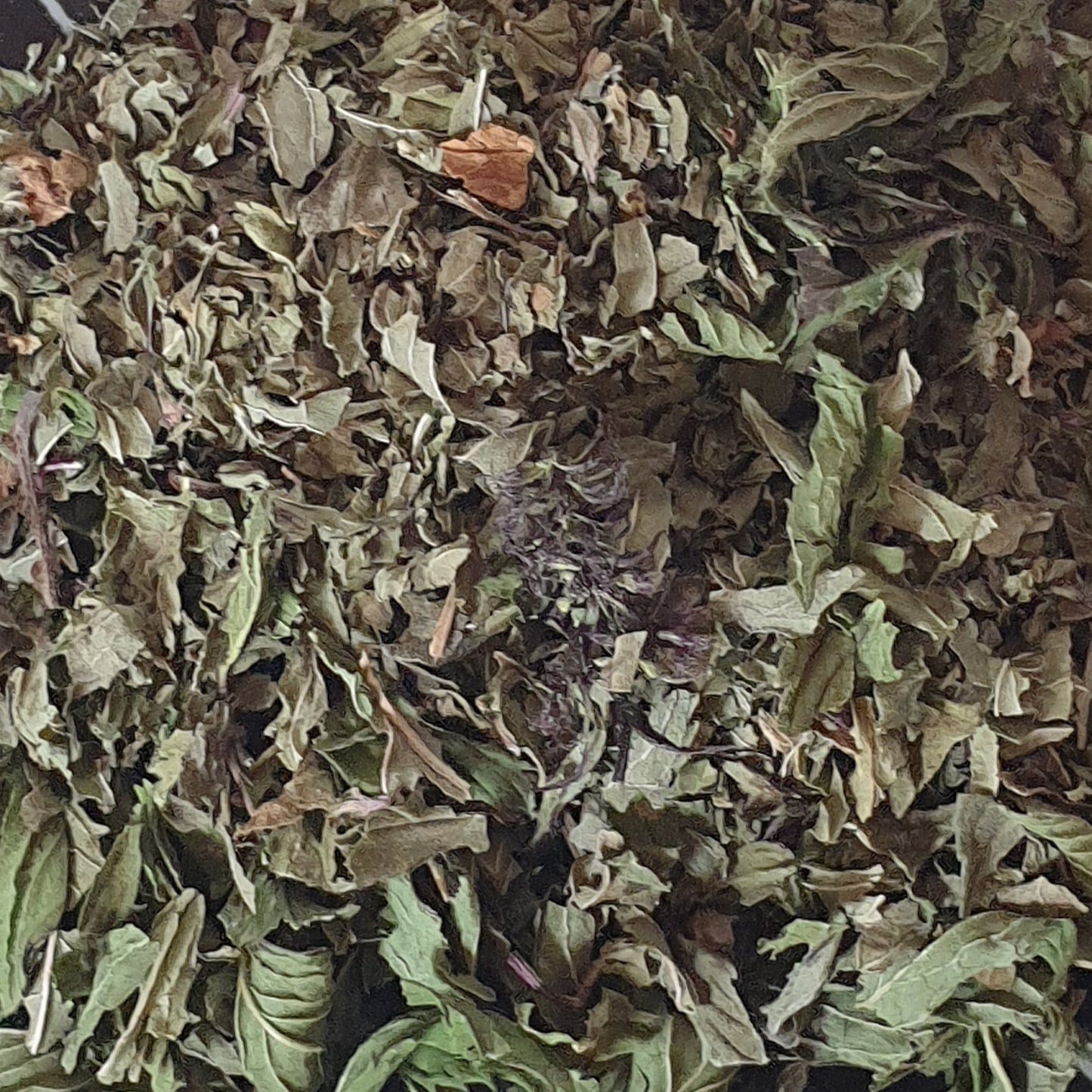 Menthe poivrée